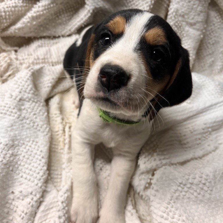 Eve's Pup- Olivia — thumbnail 4