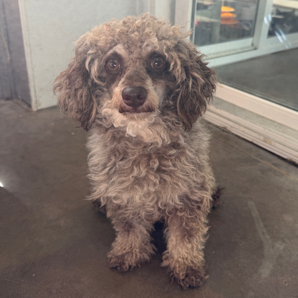 Hershey, a Poodle, Miniature