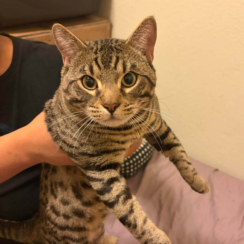 Bruno Tucson AZ