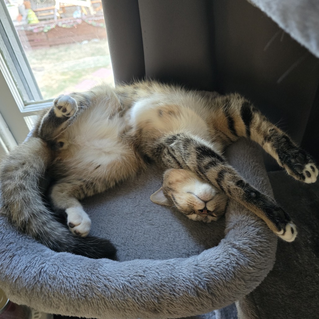 Tolu — thumbnail 4