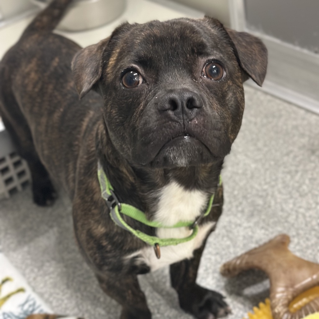 Rufus