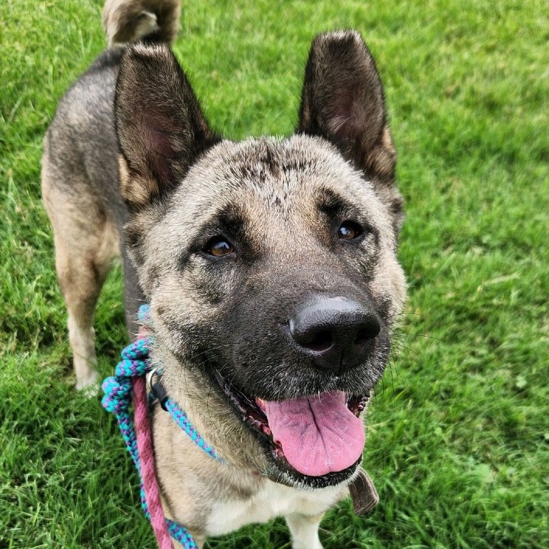 Pearlena, a Akita