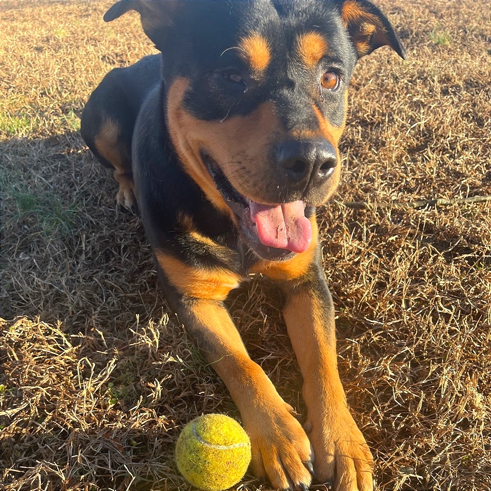 Popeye — thumbnail 9