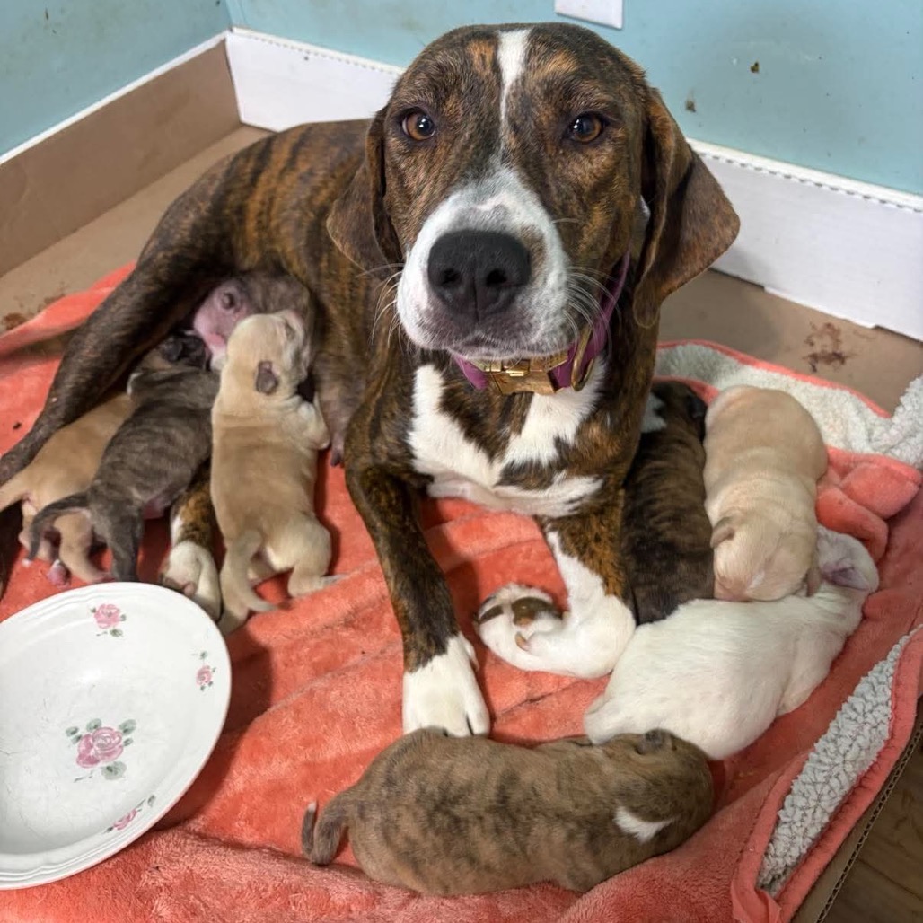 Clover FKA Big Mama, an adoptable Mixed Breed (Large)