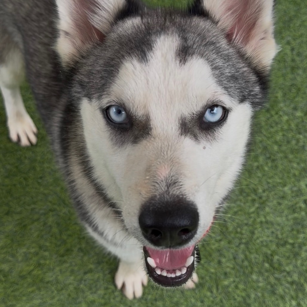 JUBILEE - Husky available for adoption