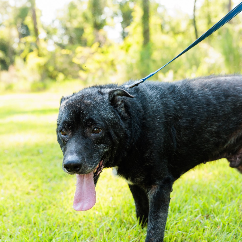 Dozer, photo 14
