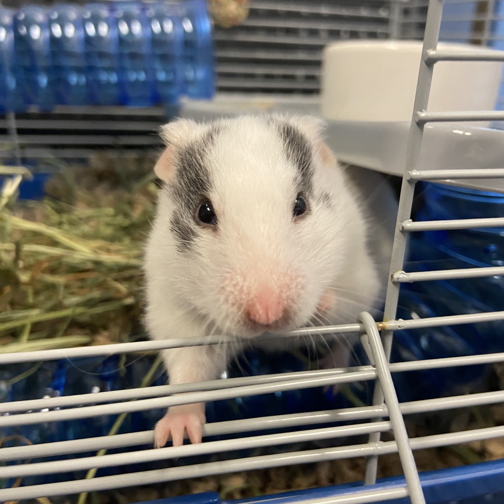 Photo of Mrs. Hamster 3