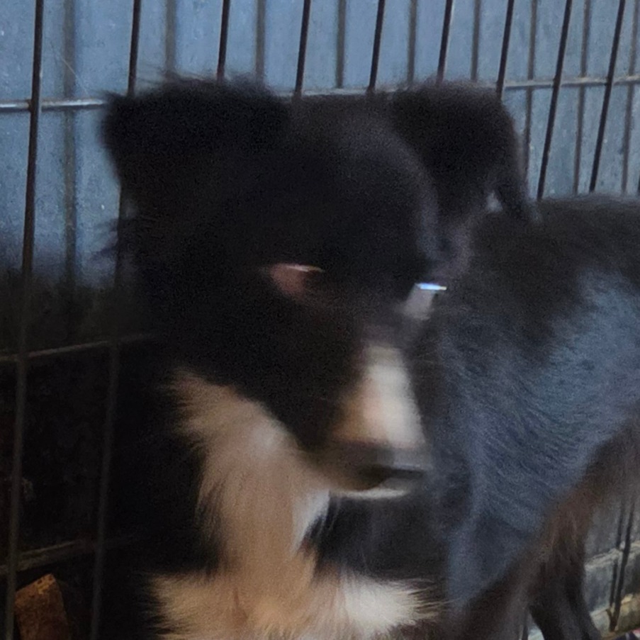 Meeko (diamond)