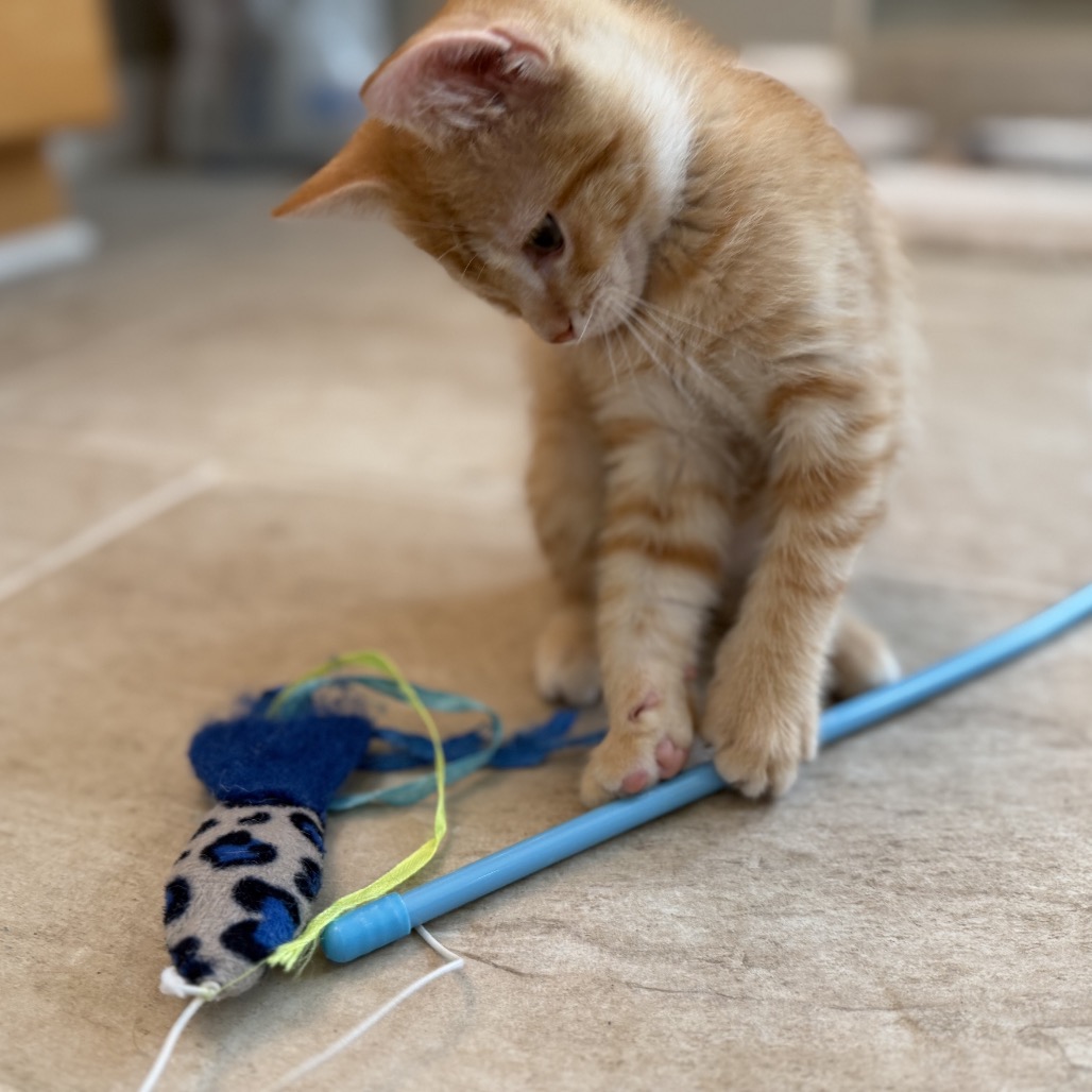 FINNEGAN - Domestic Shorthair available for adoption