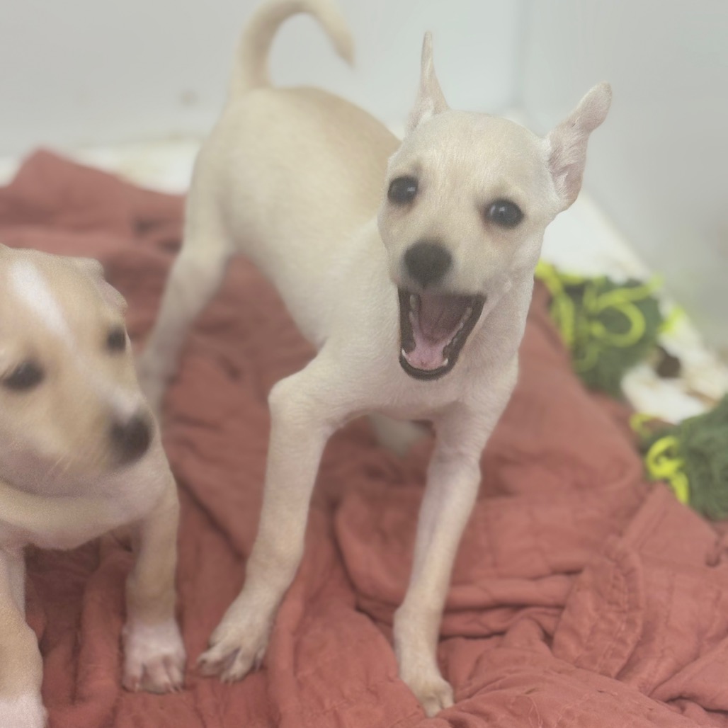 GLACIER — thumbnail 3