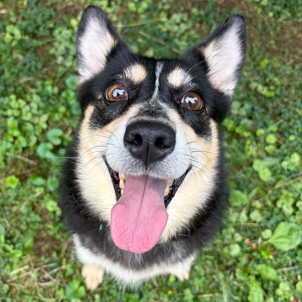 SCARLET BEGONIAS - Husky / Mixed Breed (Small) available for adoption