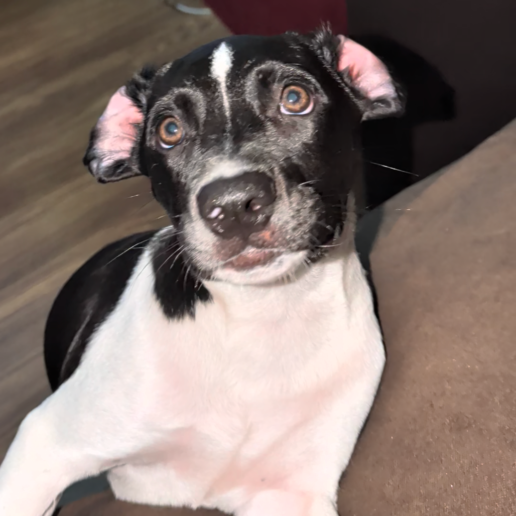 Huckleberry