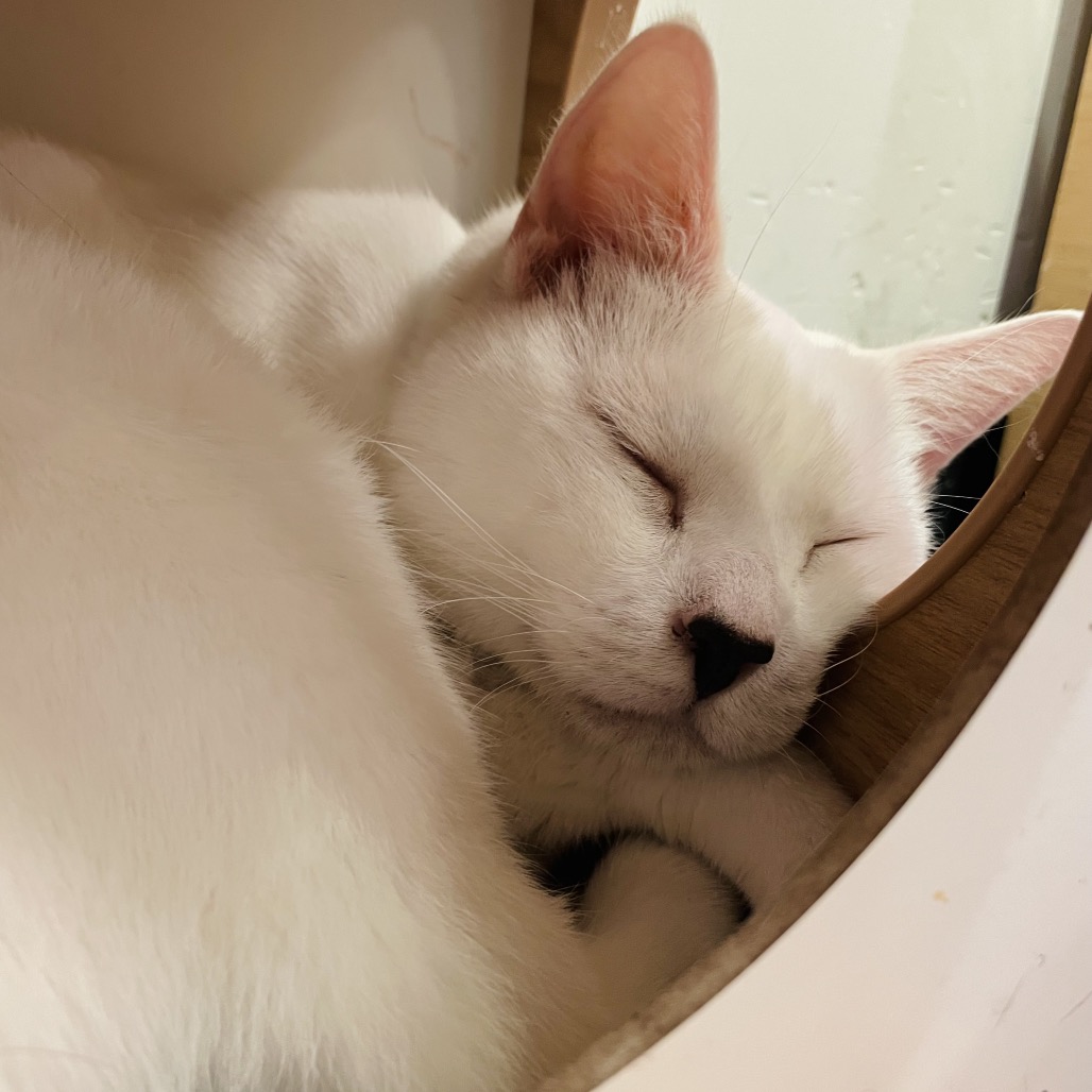 Arlo