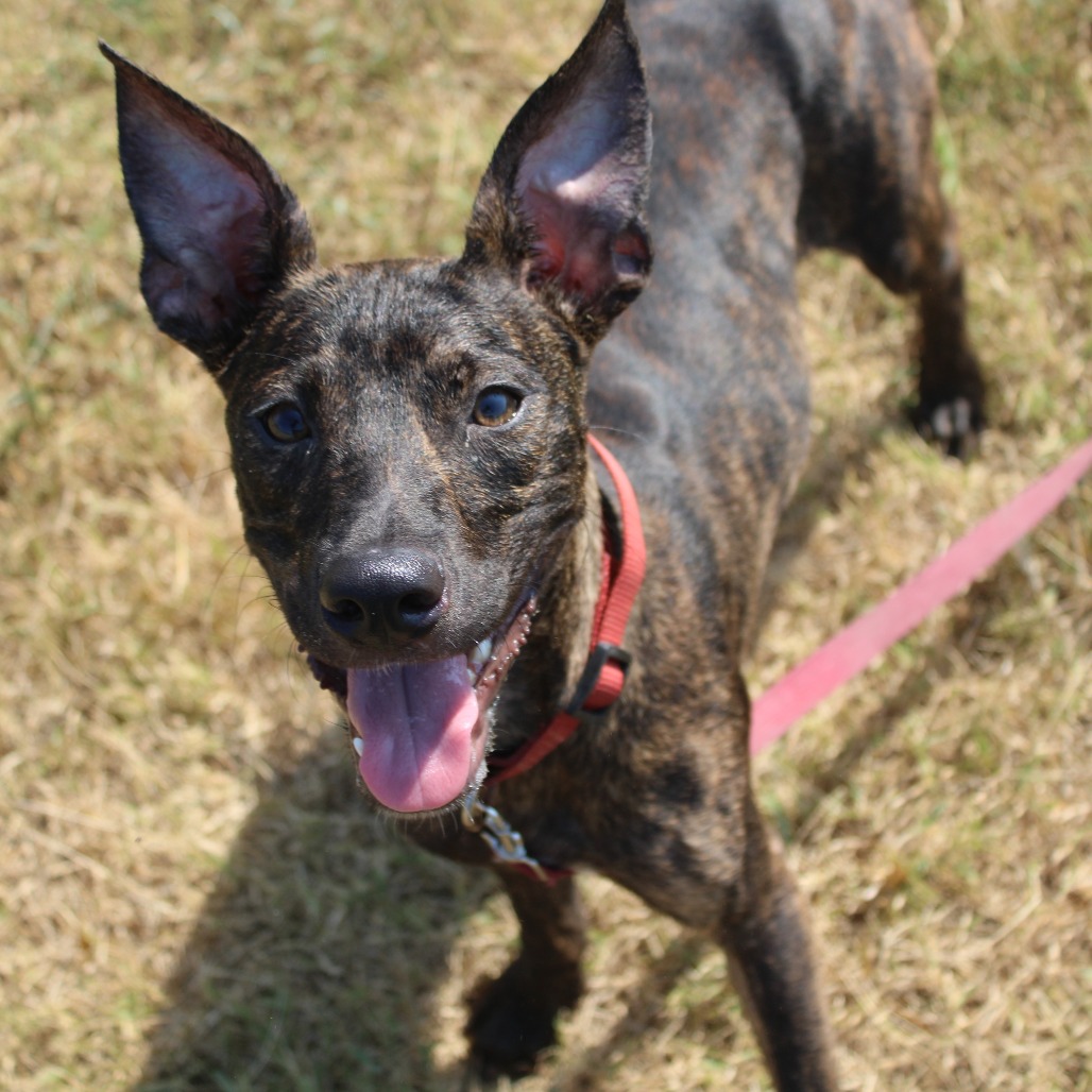 CORNDOG - Feist / Mixed Breed (Medium) available for adoption