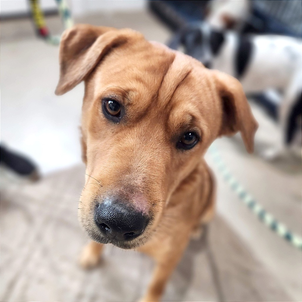 Clifford — thumbnail 2