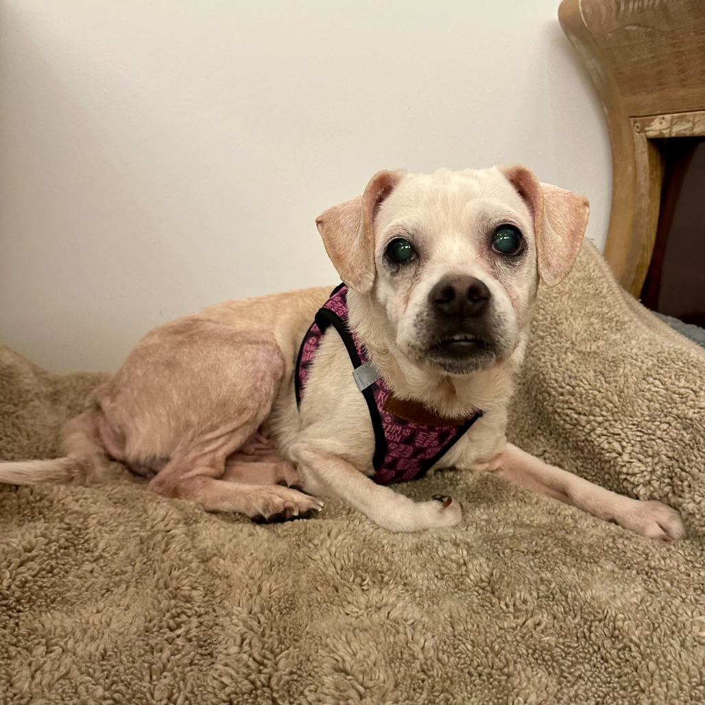 Blessing 13832 — thumbnail 2