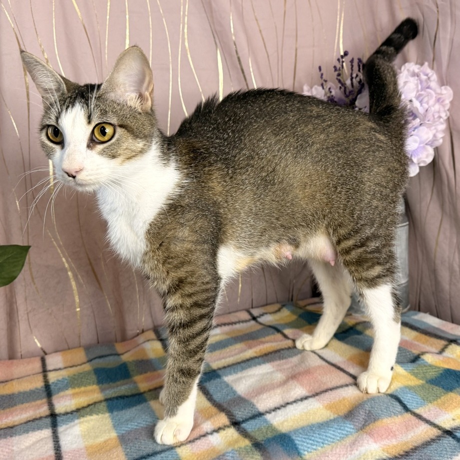 CICI - Domestic Shorthair / Mix available for adoption