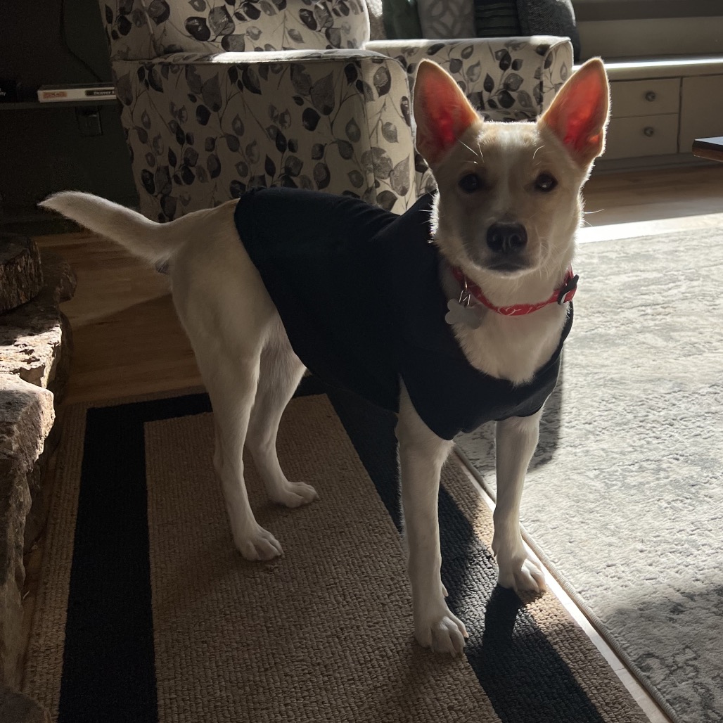 Splenda is available for adoption at All Aboard Animal Rescue