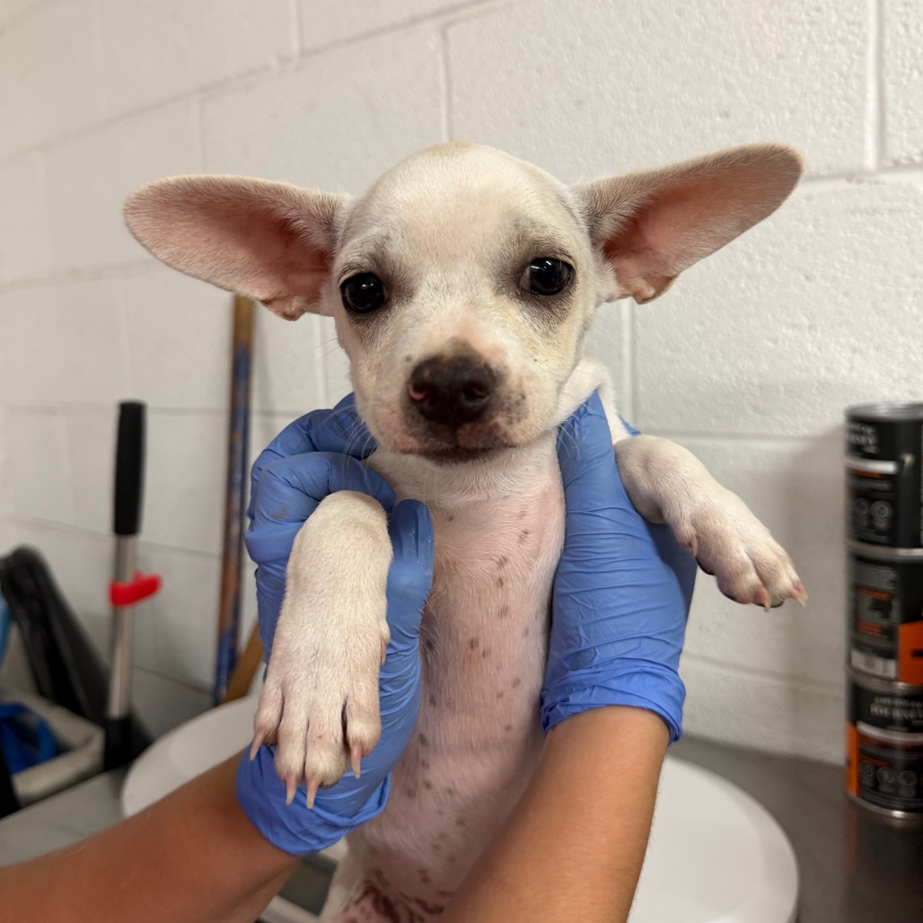 TOOTSIE ROLL - Bulldog / Mixed Breed (Medium) available for adoption