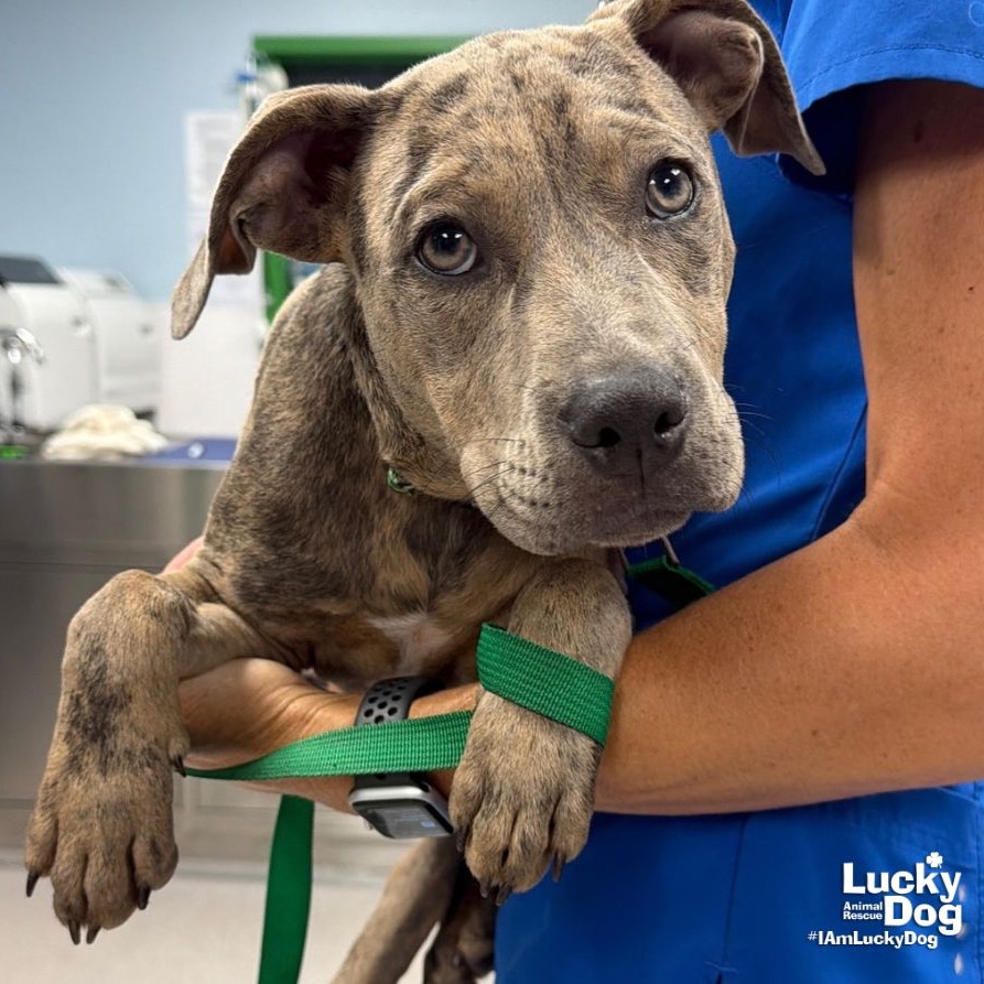 DONALD - Catahoula Leopard Dog / Retriever, Labrador available for adoption