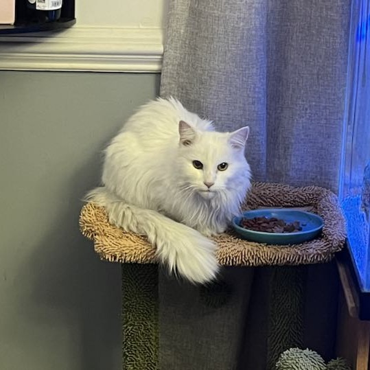 Snow White — thumbnail 2