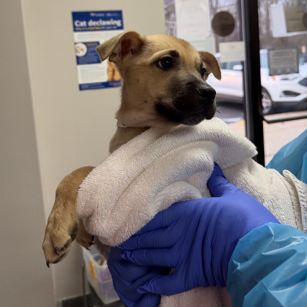 Azher is available for adoption at Humane Society of West Michigan