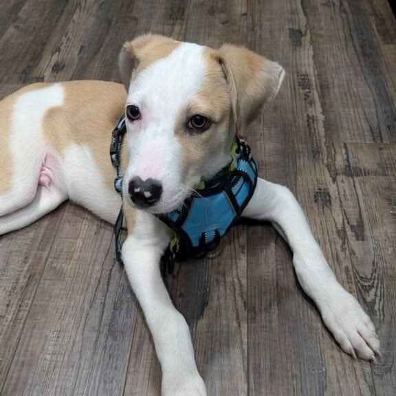 Photo of Chance