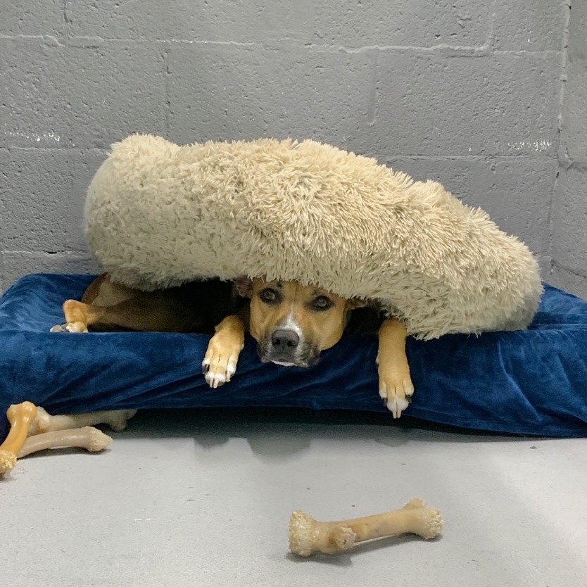 Close-up photo of Babycakes