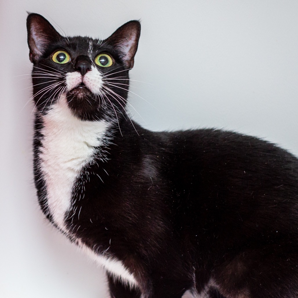 MINI - Domestic Shorthair / Mix for adoption in Hattiesburg