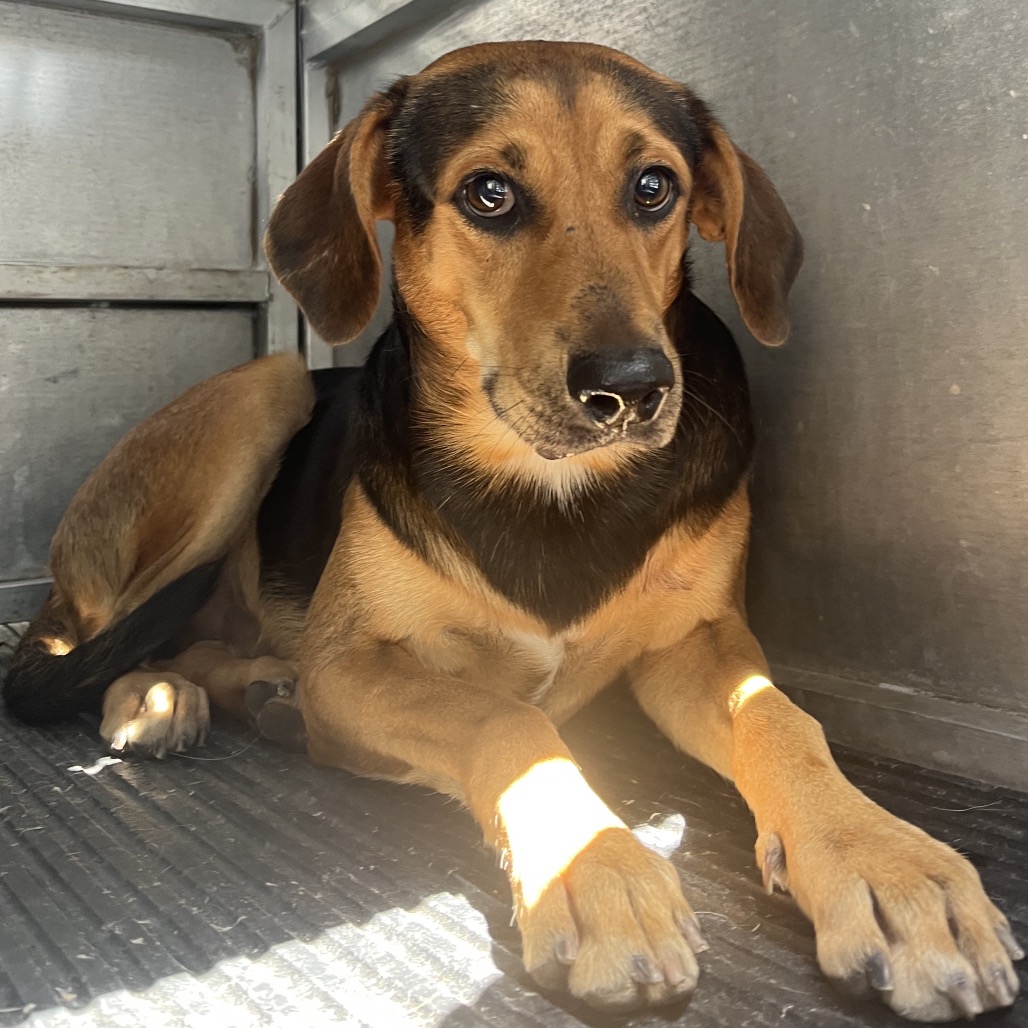 GUMBO - Shepherd / Beagle available for adoption