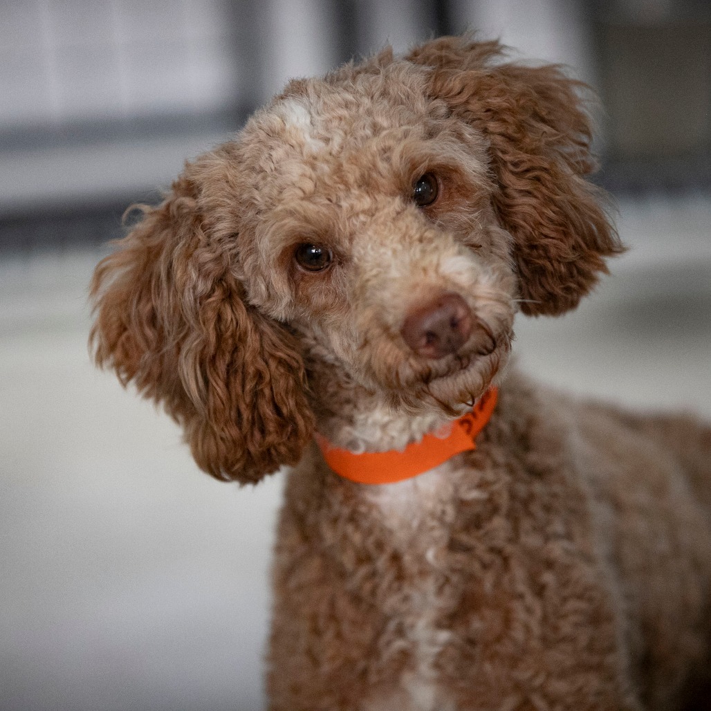 BLAKE (OT26-35) - Poodle / Miniature available for adoption