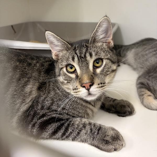 Dandi the Cat