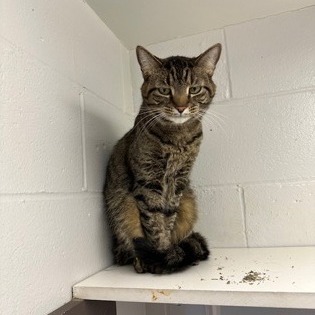 Rambo — thumbnail 2