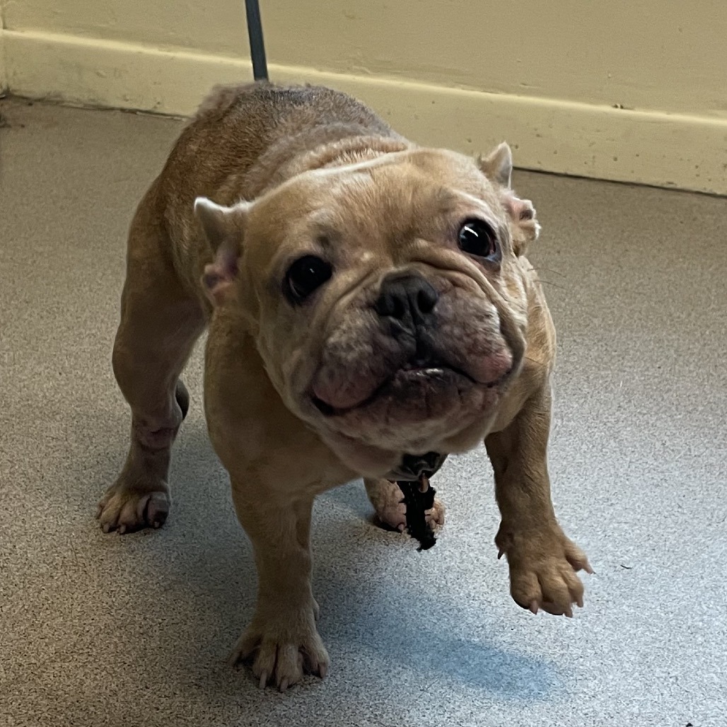 French Bulldog
