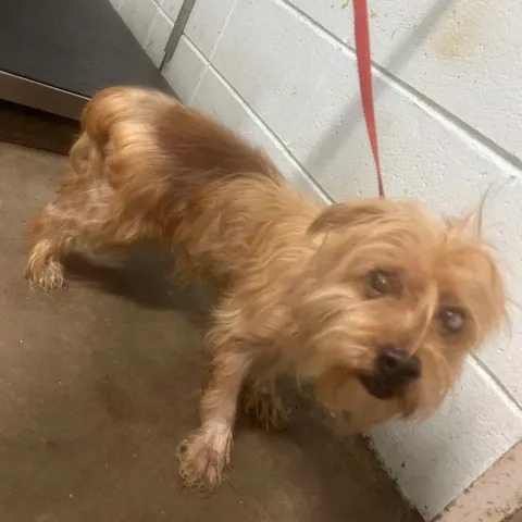 CHUCKY - Terrier available for adoption
