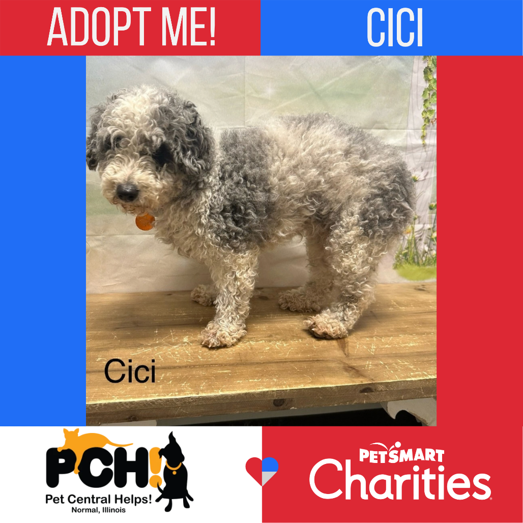 Cici, photo 5