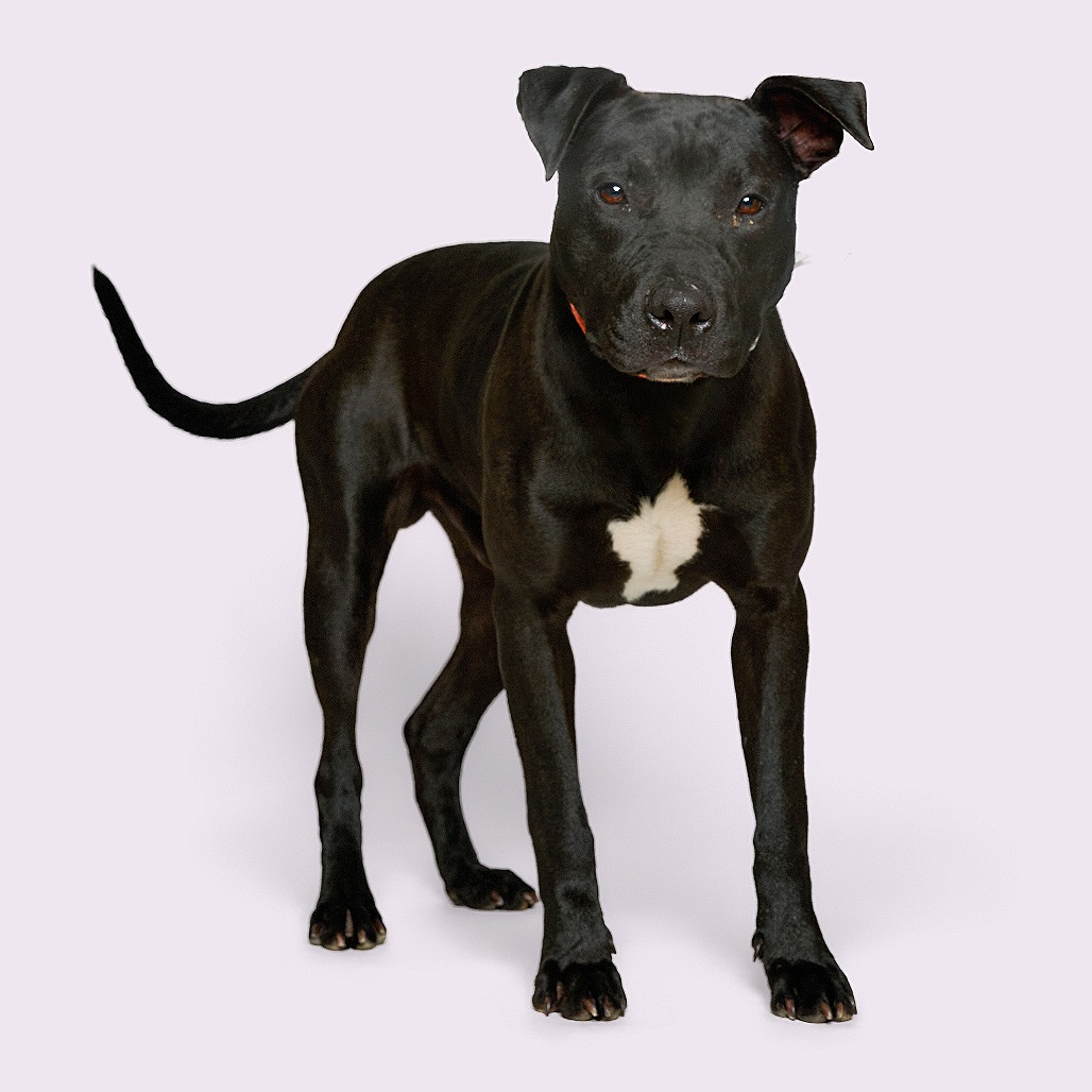 Archie — thumbnail 3