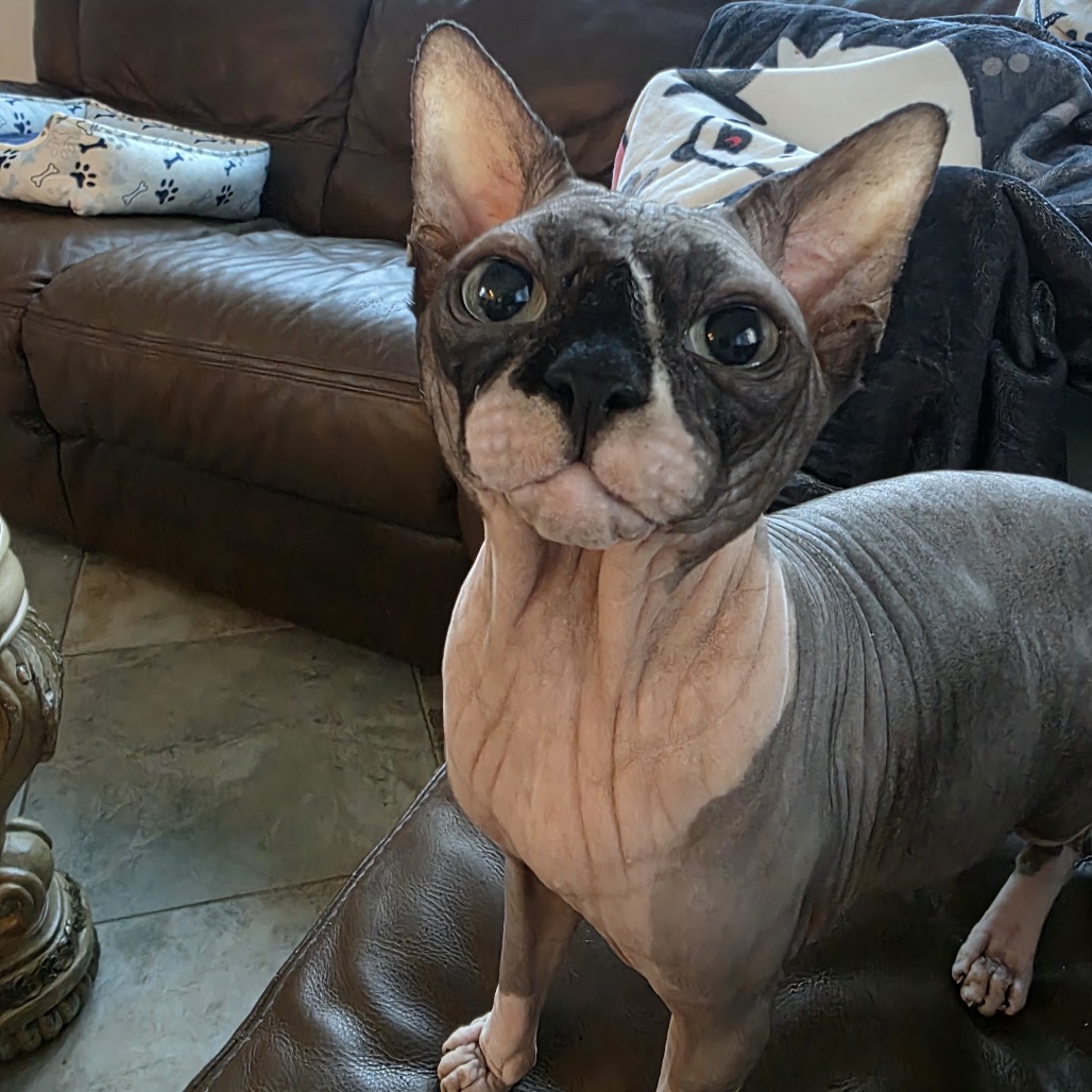 Anubis