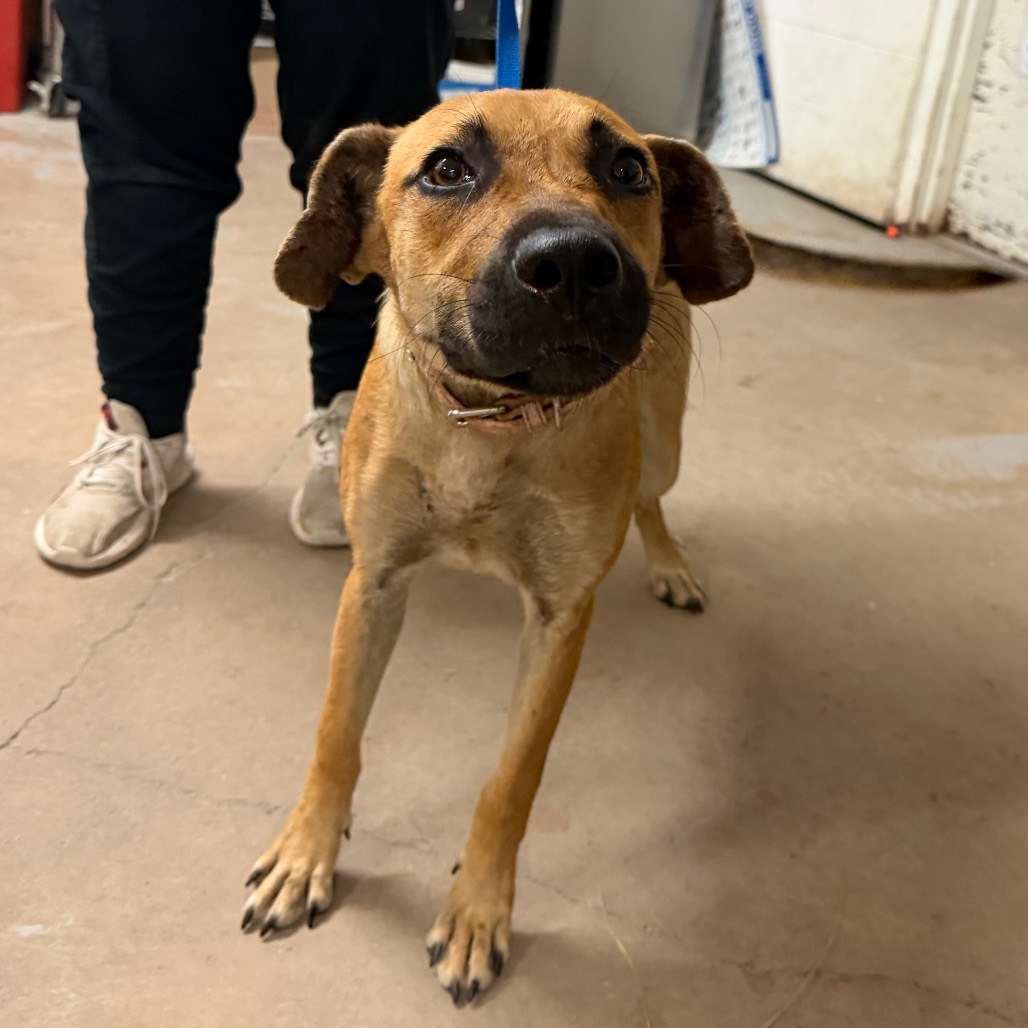 HEAVEN - Shepherd available for adoption