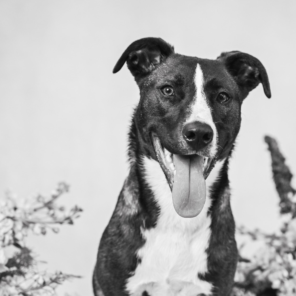 Jack, photo 7