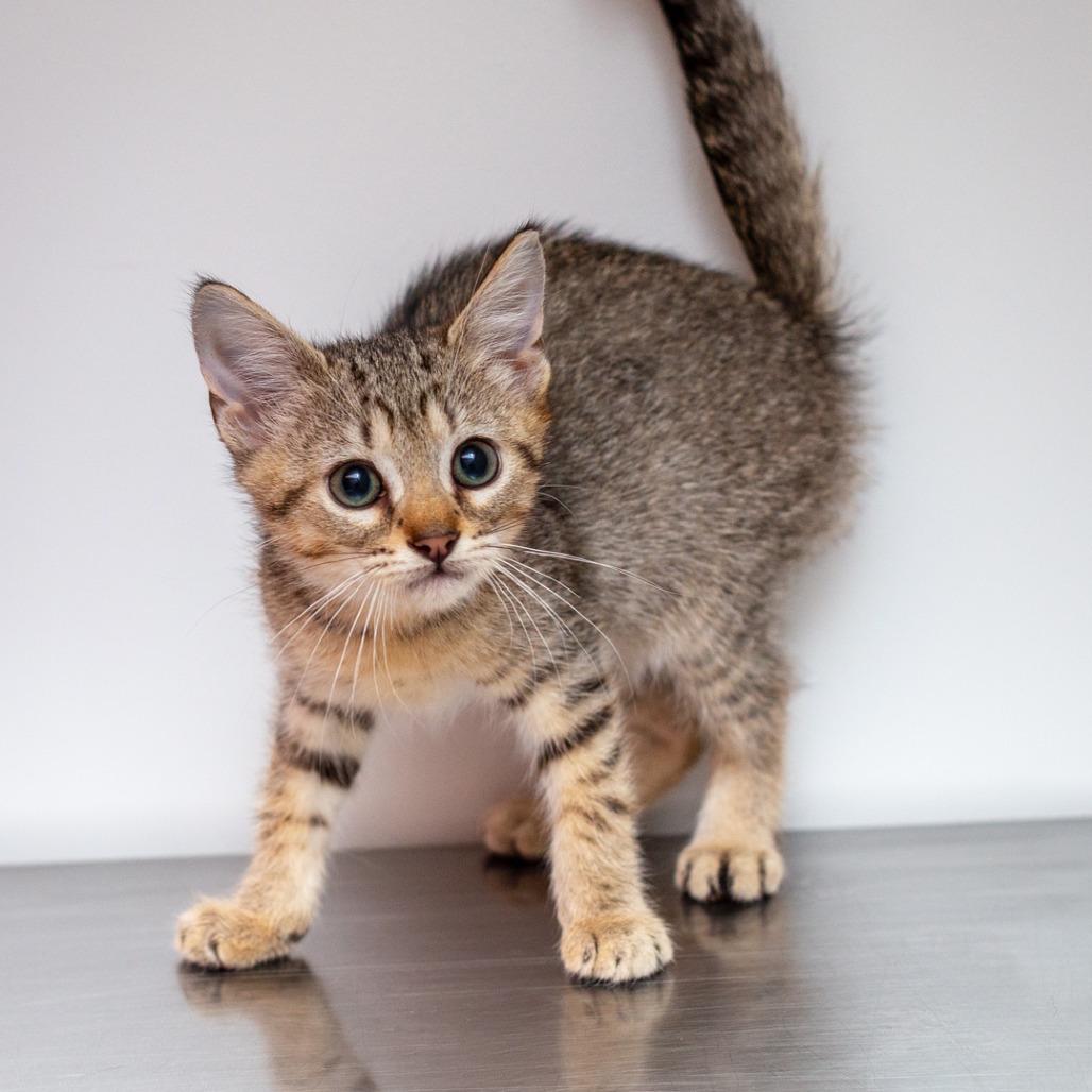 WATER - Domestic Shorthair available for adoption