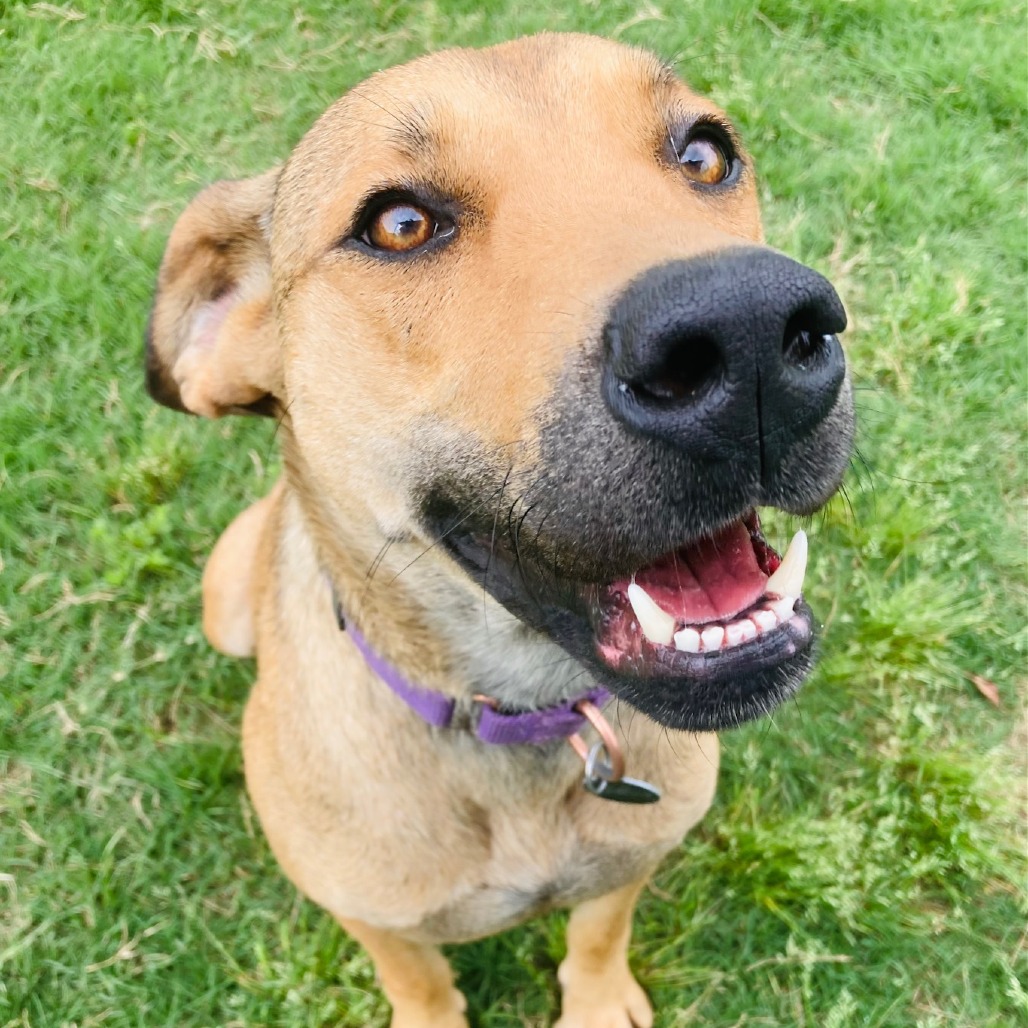 Perdita, photo 4