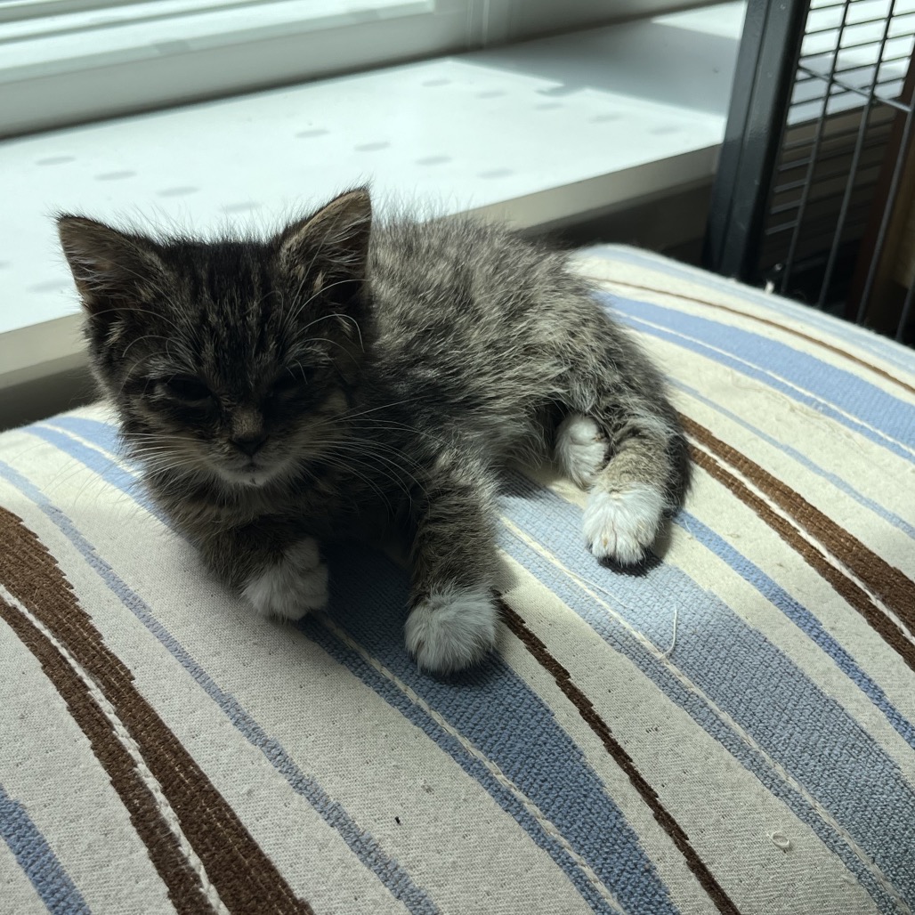 BLINKY - Domestic Shorthair available for adoption