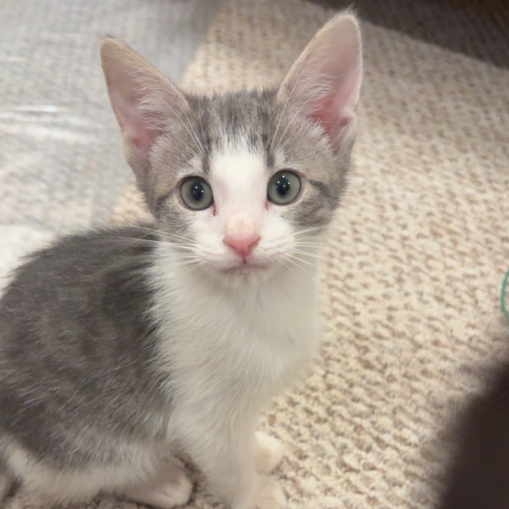 CICADA 2 - Domestic Shorthair available for adoption