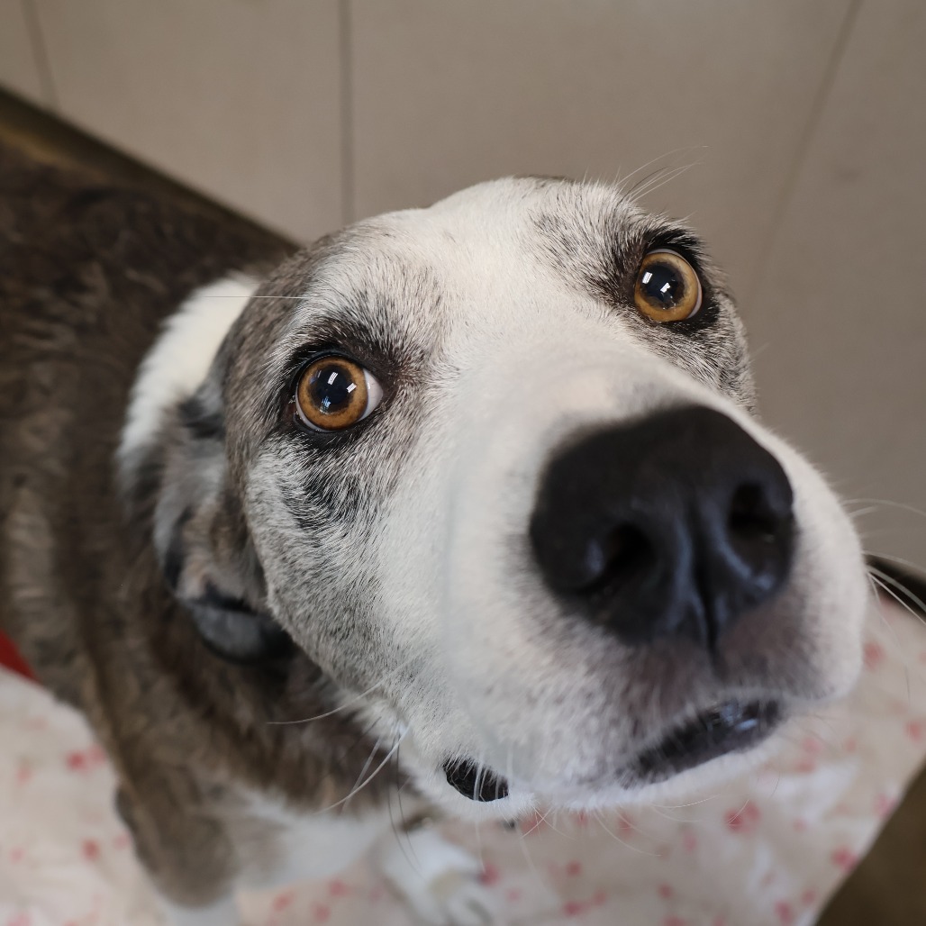 Pongo, photo 4