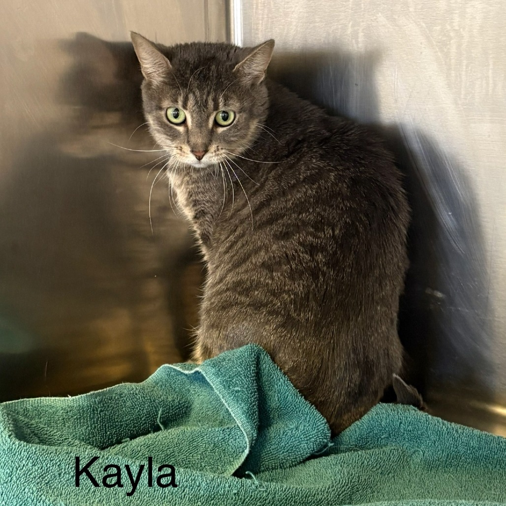 Kayla, photo 2