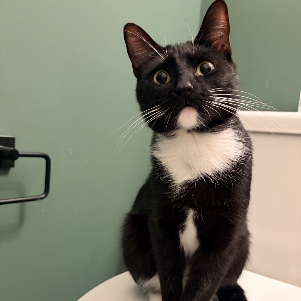 SYLVIA - Domestic Shorthair available for adoption