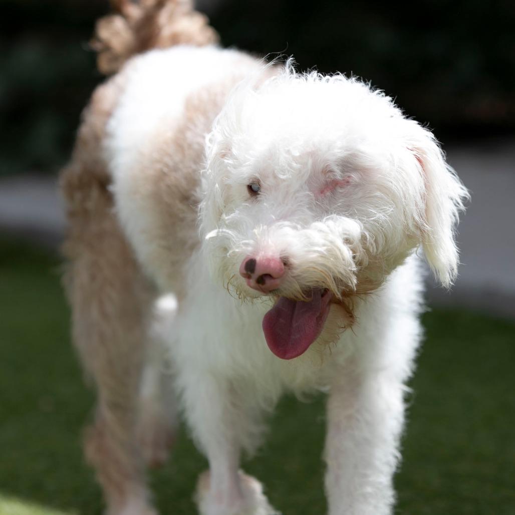 BUCKEE (JY26-110) - Schnauzer, Miniature / Poodle, Miniature available for adoption