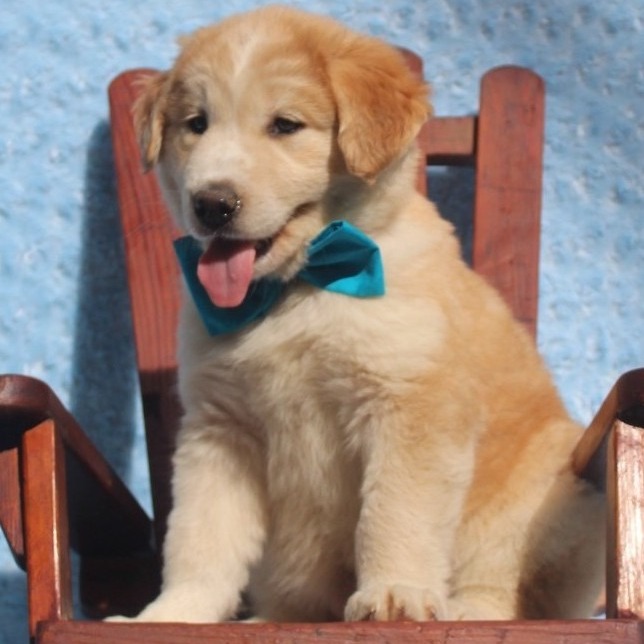 Fozzi - Louie's Legacy Animal Rescue