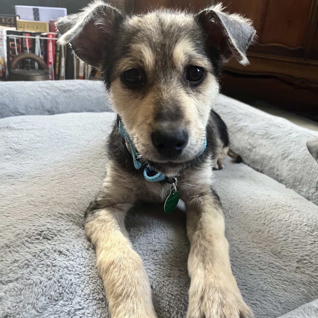 Adoptable Dogs — Rescue Network